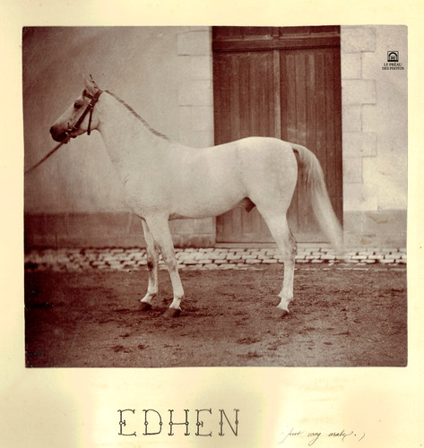 Foto 1890 pferd edhen - foto,