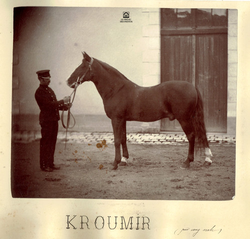 Foto 1890 pferd - ca,